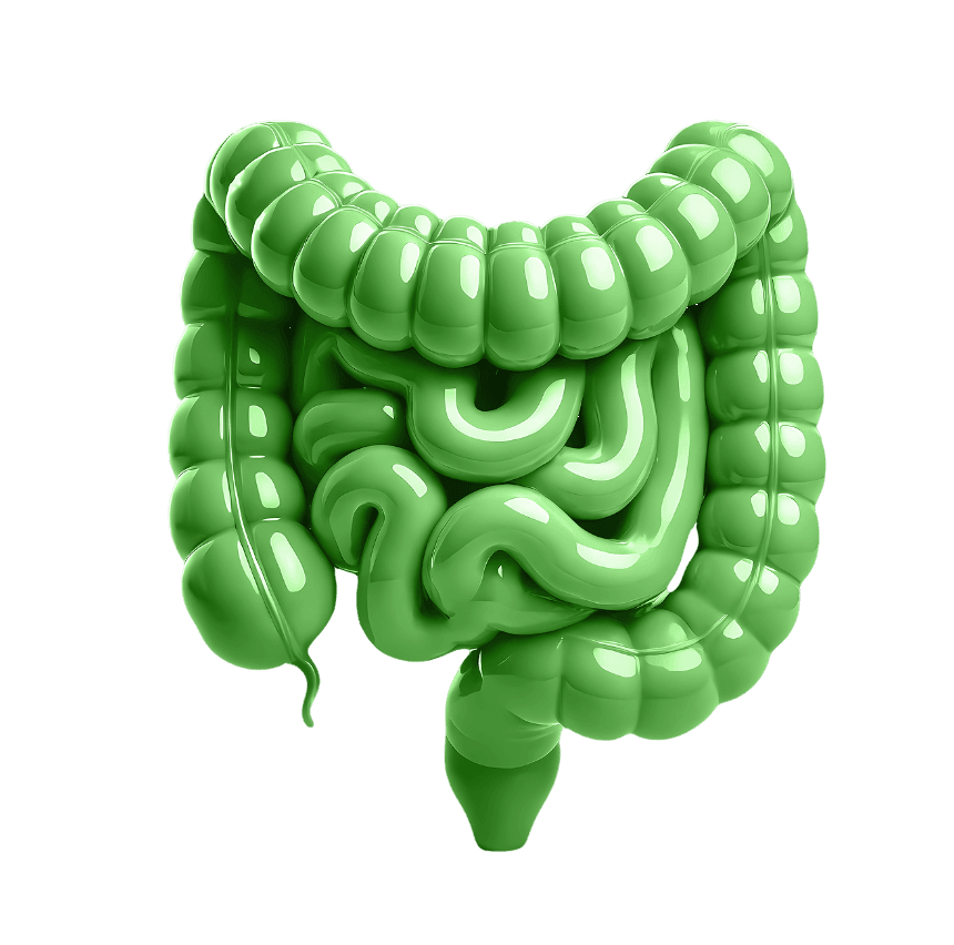 Ilustração de um intestino
